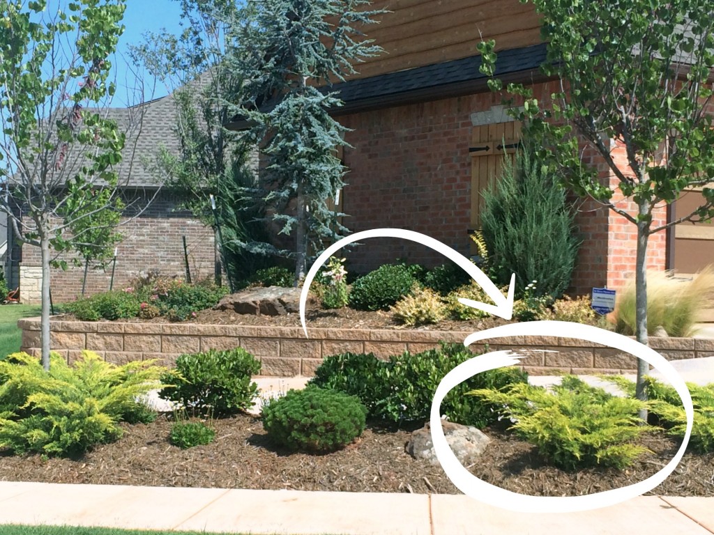 variegated juniper bush